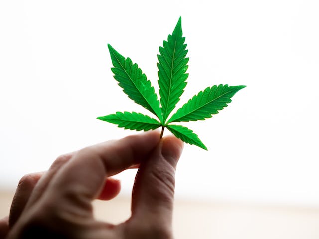 Cannabis et Méditation : Une Connexion Pleine de Sagesse